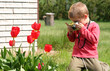 tulip photographer