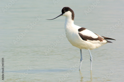 avocette éléguante