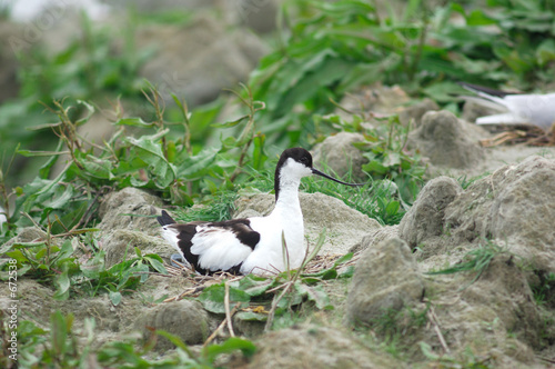 avocette éléguante