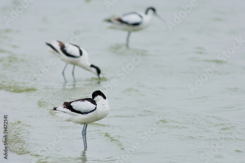avocette éléguante