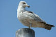 gull