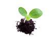 baby plant