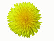 Foto: löwenzahnblüte freigestellt löwenzahnblüte freigestellt