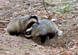 couple de blaireaux 01