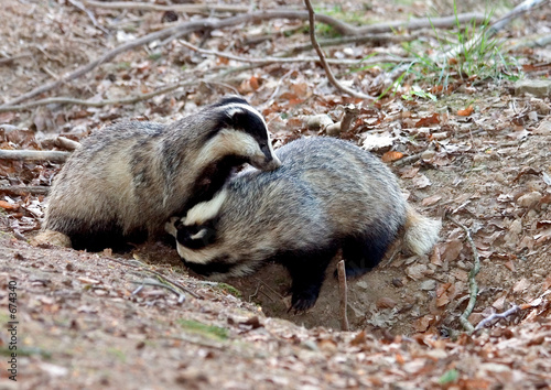 couple de blaireaux 01