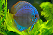 discus fish