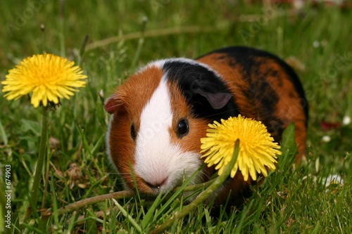 Photo: guinea pig guinea pig