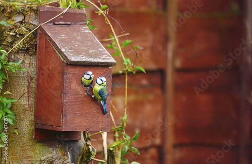 nesting blue tits in bird box nesting blue tits in bird box