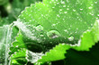Foto: dewdrops on leaves of lady's mantle dewdrops on leaves of lady's mantle