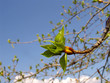 poplar 2