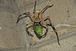 big spider