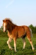 chestnut welsh foal