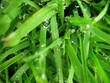 gouttes de pluie 01