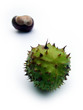 conkers