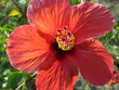 happy flower