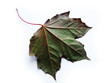 Leaf On White Background