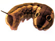 chenille de la reunion