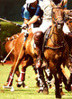 polo  12