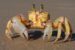 sand crab