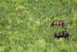horses