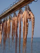 octopus drying