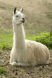 lama