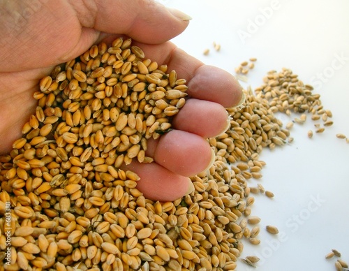 Photo: dry-goods in a hand dry-goods in a hand