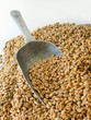wheal grains and shovel