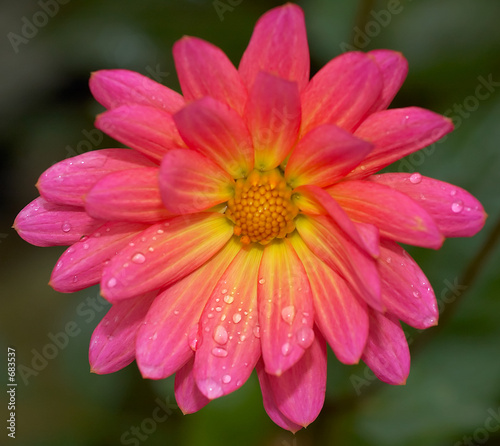 Foto: pink flower pink flower