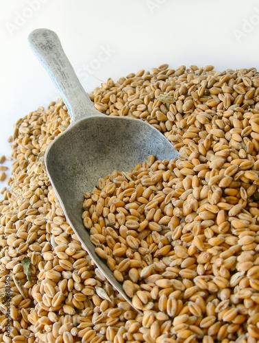 Photo: wheal grains and shovel wheal grains and shovel