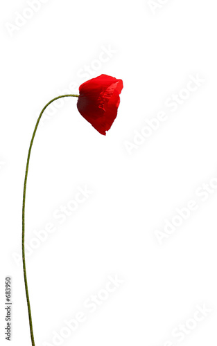 pavot, coquelicot