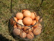 oeufs dans panier