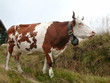 vache avec cloche