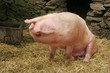 cochon fainéant