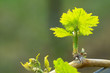 grapes in spring
