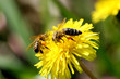 bienen