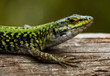 lagartija verde