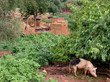 village mossi village mossi
