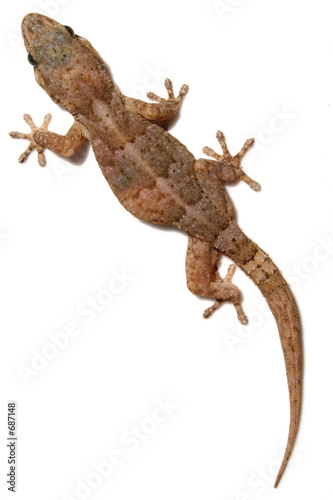 perenquen