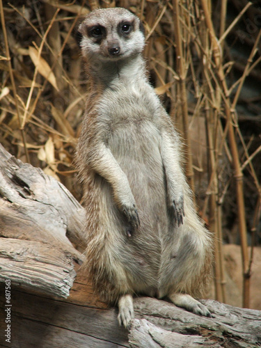 erdmännchen erdmännchen