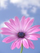 pink african daisy