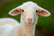 young ewe