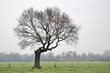isolated tree 01