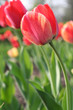tulips in a row tulips in a row