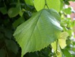 grünes blatt