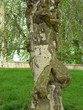 tree bark