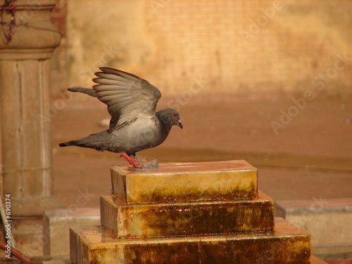 pigeons