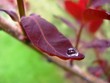 gouttes de pluie 07