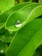 gouttes de pluie 08