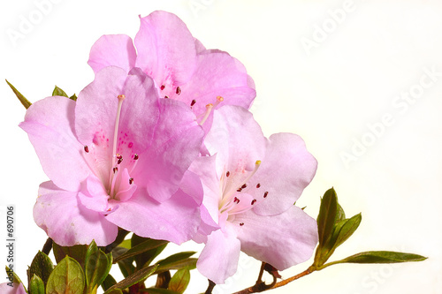 azalées rose